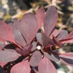 Berberis x ottawensis 'Auricoma'