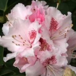Rhododendron 'Albert Schweitzer'