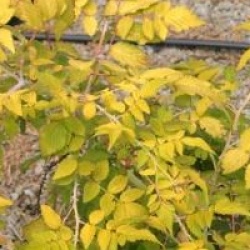 Rubus cockburnianus 'Goldenvale'  - Ronce Goldenvale
