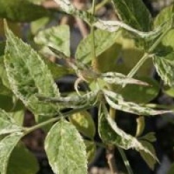 Sambucus nigra 'Pulverulenta'