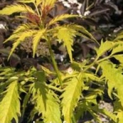 Sambucus racemosa 'Sutherland Gold'