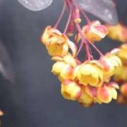 Berberis Superba