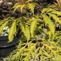 Sambucus racemosa 'Sutherland Gold'