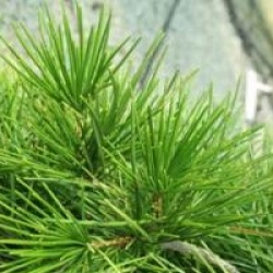 Sciadopitys verticillata