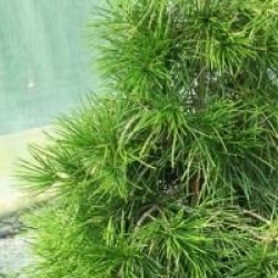 Sciadopitys verticillata