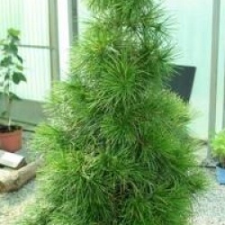 Sciadopitys verticillata