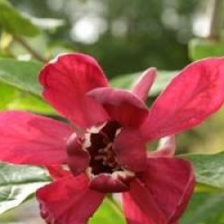 x Sinocalycanthus raulstonii 'Hartlage Wine'