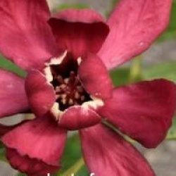 x Sinocalycanthus raulstonii 'Hartlage Wine'