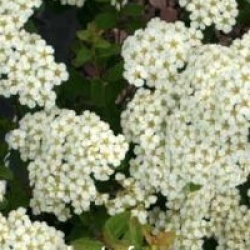 Spiraea nipponica 'Halward's Silver'