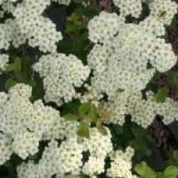 Spiraea nipponica 'Halward's Silver'