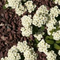 Spiraea nipponica 'Halward's Silver'