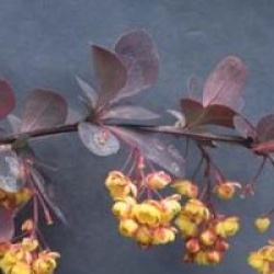 Berberis x ottawensis f. purpurea 'Superba'