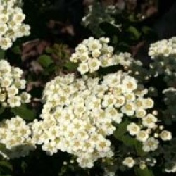 Spiraea nipponica 'Halward's Silver'