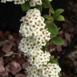 Spiraea 'Summersnow'