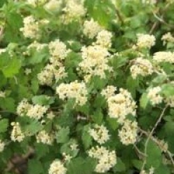 Stephanandra incisa 'Crispa'