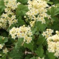 Stephanandra incisa 'Crispa' - St�phanandre � feuilles crisp�es