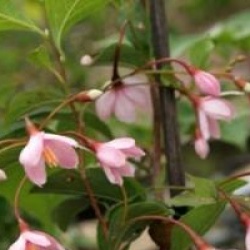 Styrax japonicus 'Benibana Pink Chimes'