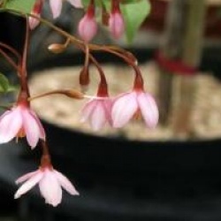 Styrax japonicus 'Benibana Pink Chimes'