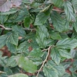 x Sycoparrotia semidecidua 'Purple Haze'