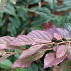 x Sycoparrotia semidecidua 'Purple Haze'