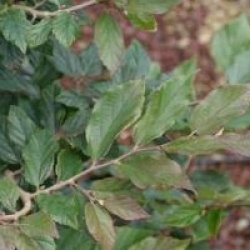 x Sycoparrotia semidecidua 'Purple Haze'