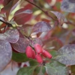 Berberis x ottawensis f. purpurea 'Superba'