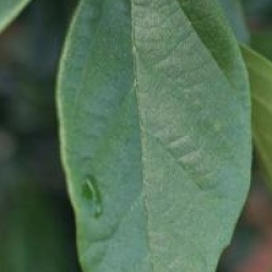 x Sycoparrotia semidecidua