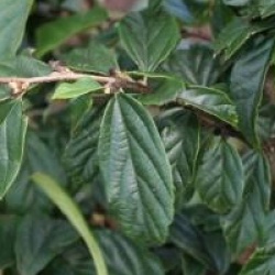 x Sycoparrotia semidecidua