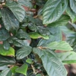 x Sycoparrotia semidecidua