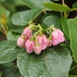 Vallea stipularis - Vallea stipularis