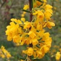 Berberis x stenophylla 