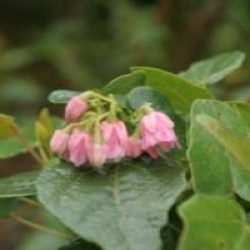 Vallea stipularis