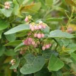 Vallea stipularis