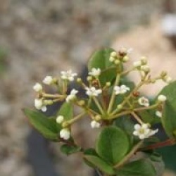 Viburnum harryanum