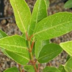 Viburnum odoratissimum