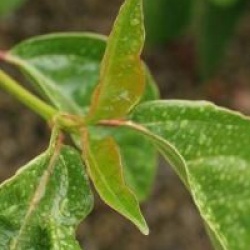 Viburnum odoratissimum var. awabuki - Viorne Awabuki