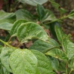 Viburnum odoratissimum var. awabuki