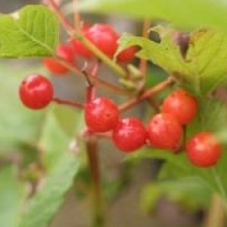 Viburnum opulus 'Compactum'