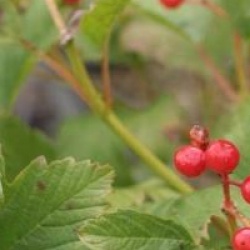 Viburnum opulus 'Compactum'