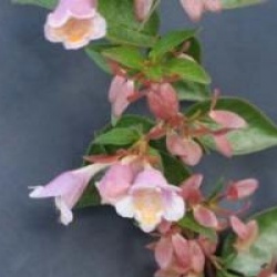 Abelia schumannii - Ab�lia schumannii