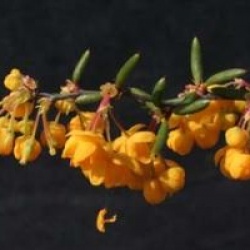 Berberis x stenophylla  - Berberis stenophylla