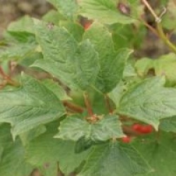 Viburnum opulus 'Compactum'