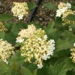 Viburnum opulus 'Compactum'