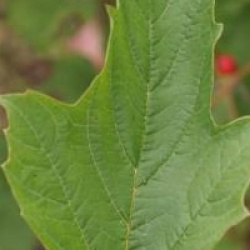 Viburnum opulus 'Compactum'