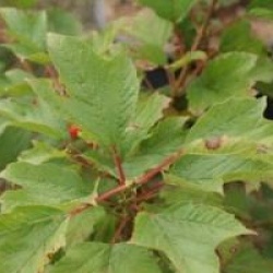 Viburnum opulus 'Compactum'