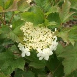 Viburnum opulus 'Compactum'