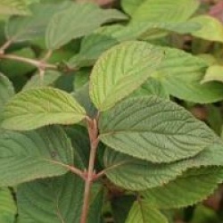 Viburnum plicatum f. tomentosum 'Mariesii'