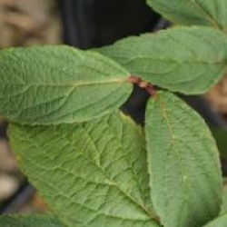 Viburnum plicatum 'Pink Sensation'
