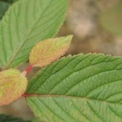 Viburnum plicatum 'Popcorn'