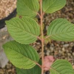 Viburnum plicatum 'Popcorn'